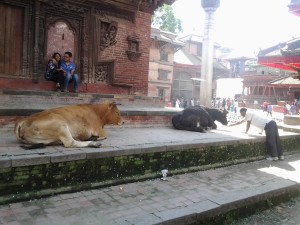 vacche_kathmandu 2013-10-12 13.44.34