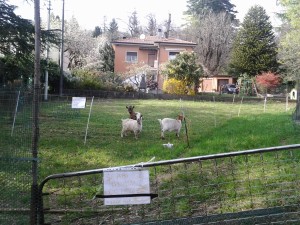 Capre urbane 2014-03-30 17.37.59