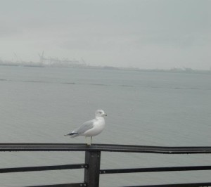NYBay 383195_2831281617730_126571935_n